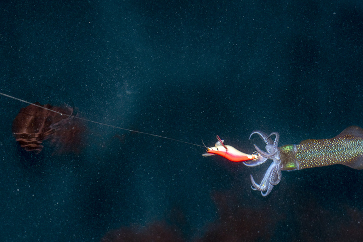 エギの重さで何が変わる 人気おすすめのエギも紹介 Sposhiru Com エギの重さで何が変わる 人気おすすめのエギも紹介 Sposhiru Com