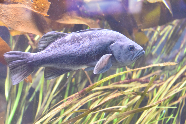釣りで人気の魚 ソイの種類や特徴 釣り方について徹底解説 Sposhiru Com 釣りで人気の魚 ソイの種類や特徴 釣り方について徹底解説 Sposhiru Com